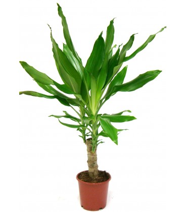 Dracena stundery  V.11