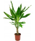 Dracena stundery  V.11