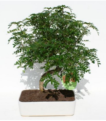 Bonsai H.25 cm Pepper