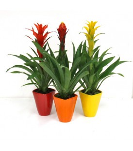 Bromelia Mix V.14 Vaso Ceramica Colorato