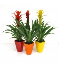 Bromelia Mix V.14 Vaso Ceramica Colorato