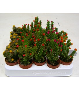Cactus Fioriti V.5.5