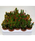 Cactus Fioriti V.5.5