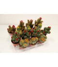 Cactus Fioriti V.8.5