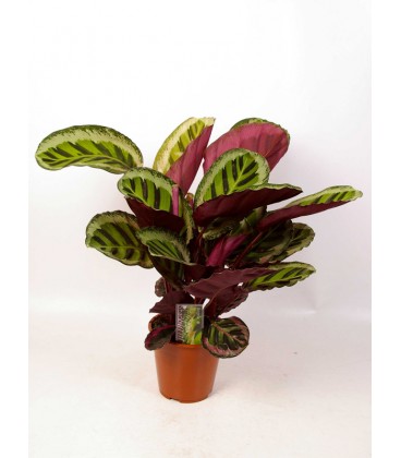 Calathea V.19