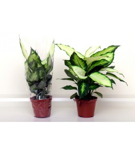 Dieffenbachia Camilla V.17