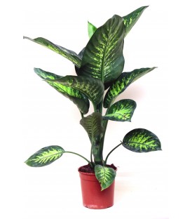 Dieffenbachia Tropich V.17