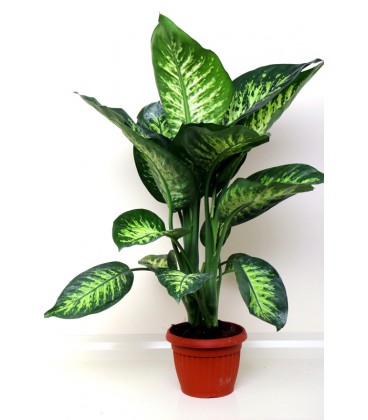 Dieffenbachia Tropich V.20