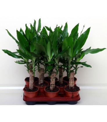 Dracaena Fragranz V.11