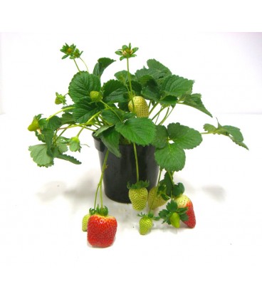 Fragola V.14